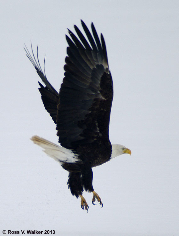 Bald eagle taking off from the ice at Bear Lake State Park, Idaho