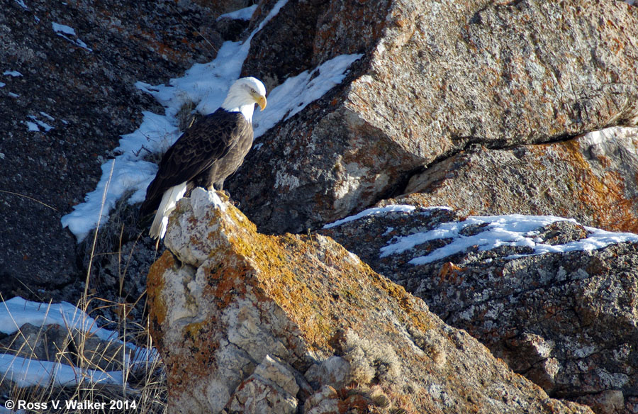 Bald Eagle on the rocks near Mud Lake, Bear Lake County, Idaho
