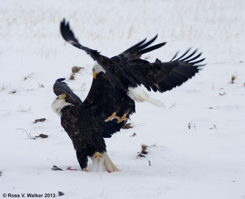 Bald eagles battling over a kill, Lanark, Idaho