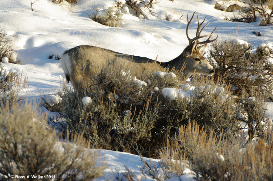 Four point mule deer buck, east side of Bear Lake, Utah