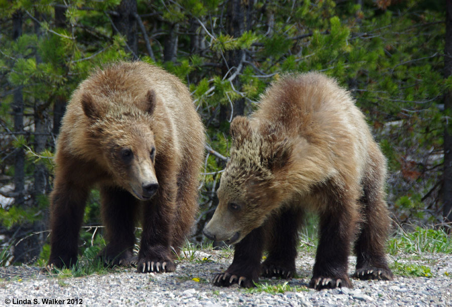 Grizzly bear cubs, Grand Teton National Park, Wyoming