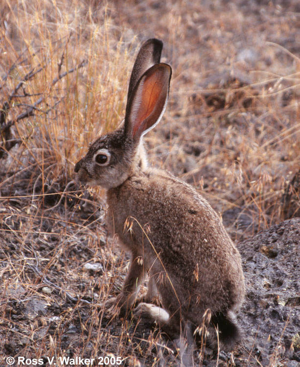 Young jack rabbit, Diamond Craters, Oregon