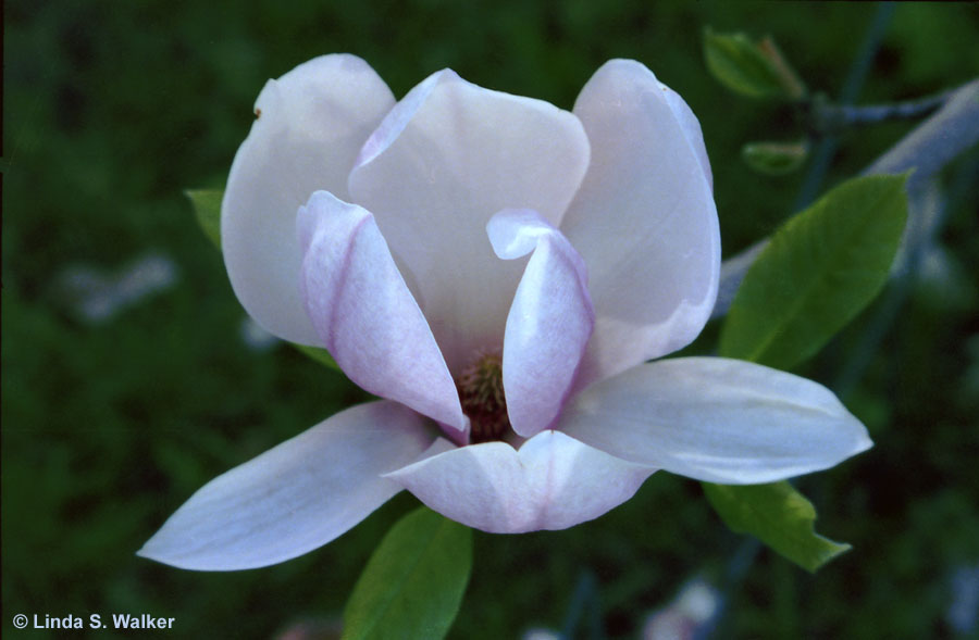 Magnolia Blossom, Alameda, California