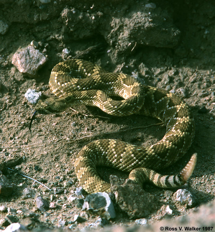 Mojave Green Rattlesnake, Owl Canyon, California