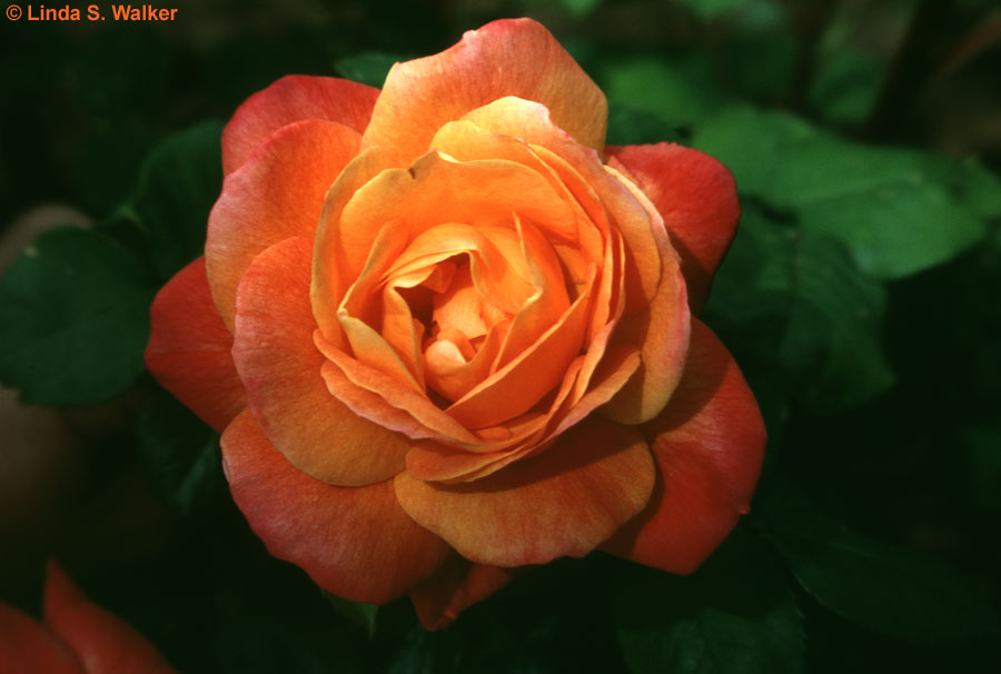 Orange Rose, Berkeley Rose Garden, California