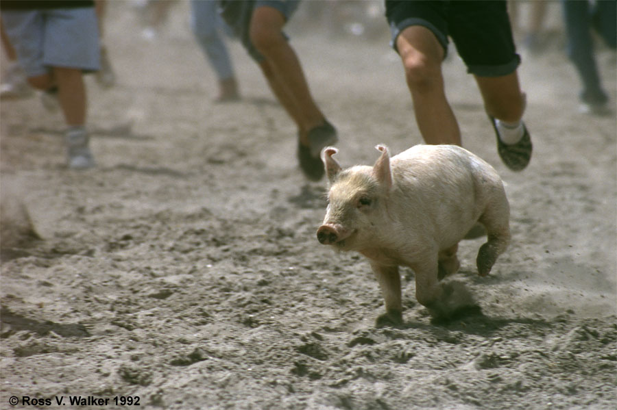 Pig chase at a youth rodeo, Paris, Idaho