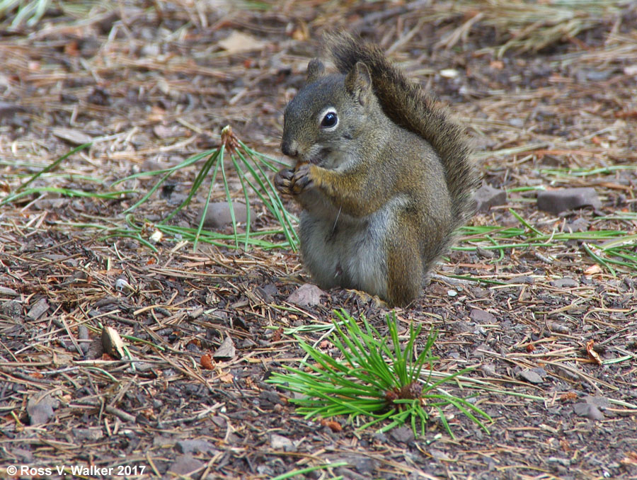 American red squirrel eating a pine nut, Logan Canyon, Utah