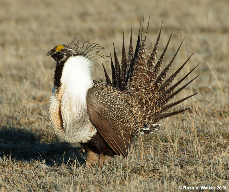 Male greater sage-grouse courtship display on a lek in Bear Lake County, Idaho