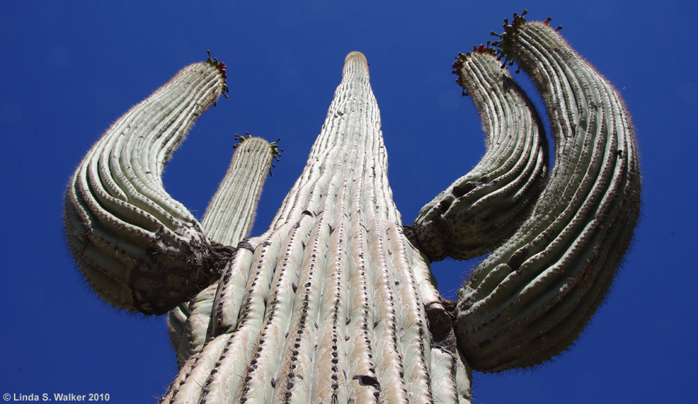 Giant saguaro cactus, Saguaro National Park, Arizona