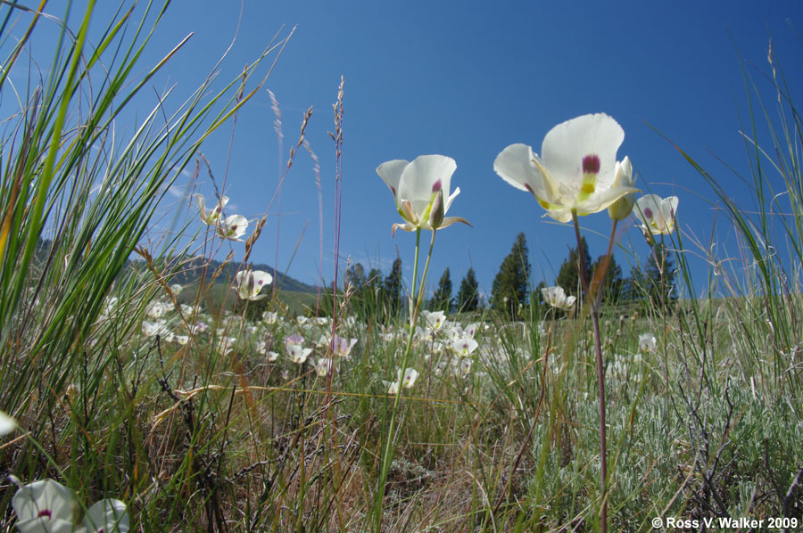 Sego lilies, Land of the Yankee Fork State Park, Idaho