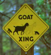 Goat crossing sign