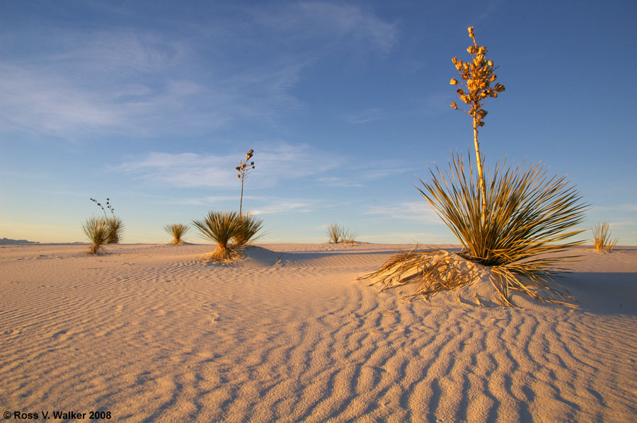 Soaptree yuccas at White Sands National Monument, New Mexico
