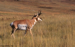 Antelope Buck