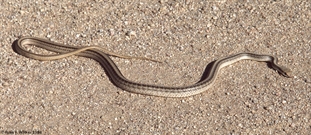 Patch-nosed snake
