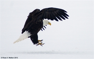 Bald eagle landing on ice