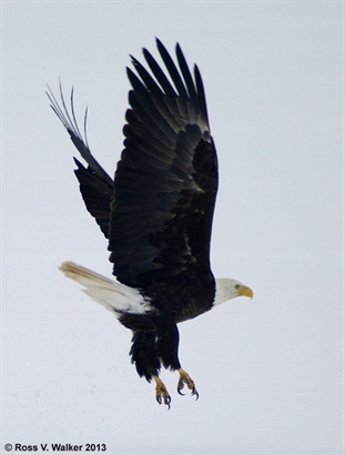 Eagle taking off from ice
