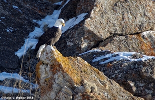 Eagle on the rocks