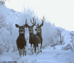 Mule Deer and Frost