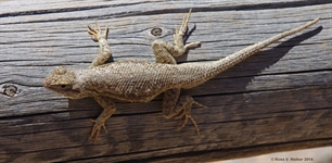 Southern sagebrush lizard