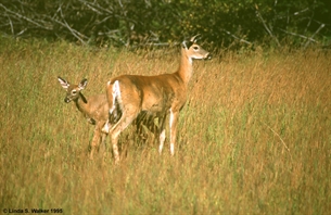 Whitetail Deer and Fawn