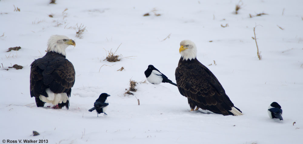 Two bald eagles and magpies on a small kill, Lanark, Idaho