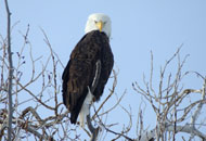 l_t_011211_117b_bald_eagle.jpg