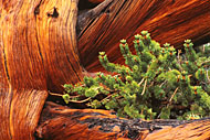 l_t_bristlecone.jpg