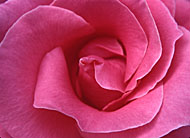 l_t_pink_rose.jpg