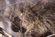 l_t_porcupine.jpg