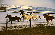 l_t_running_horses.jpg