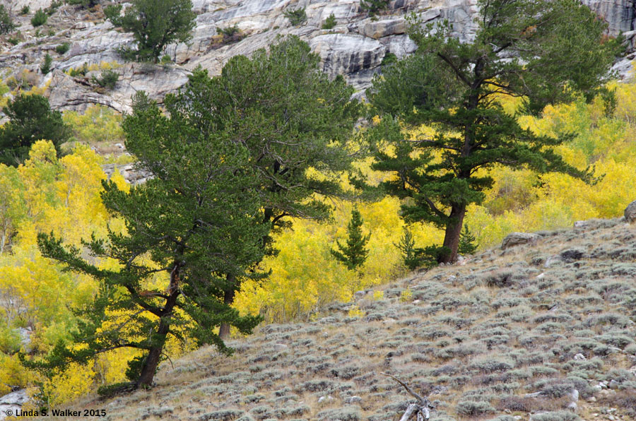 Pines lean uphill against a backdrop of autumn aspens, Lamoille Canyon, Nevada