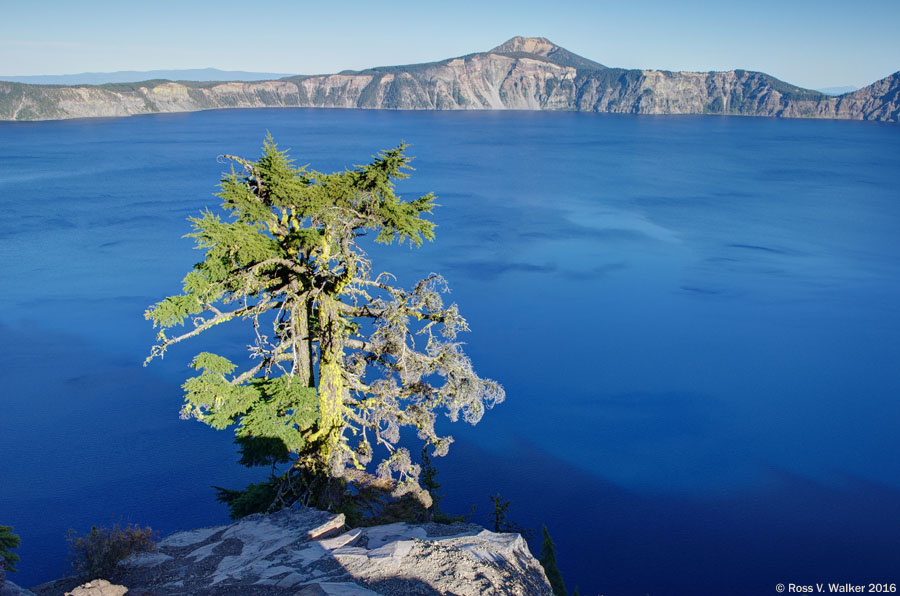 An old tree on the rim overlooking Crater Lake, Oregon