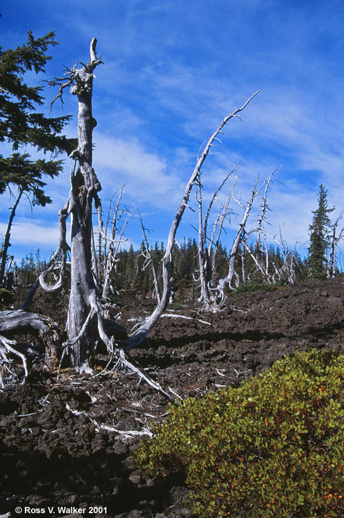 Snags in an old lava flow, McKenzie Pass, Oregon