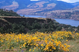 Tom McCall Reserve, Oregon