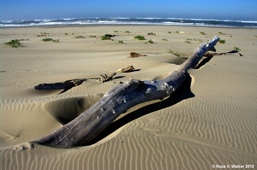Driftwood on the beach at Waldport, Oregon