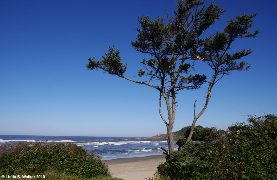 A windblown tree overlooking the beach at Yachats, Oregon