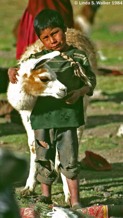 A Boy and his Llama, Andes Mountains, Peru