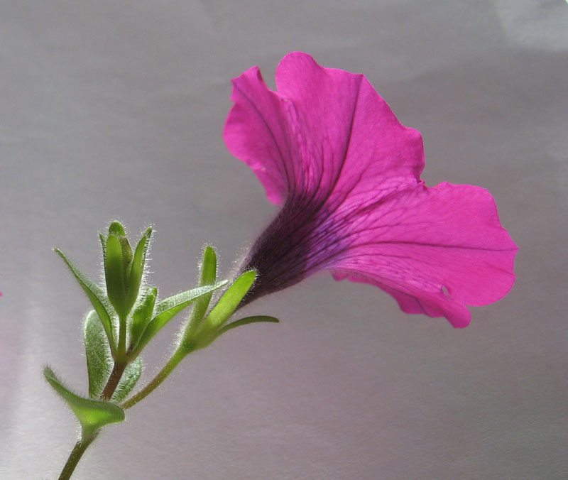 dc_pink_flower.jpg