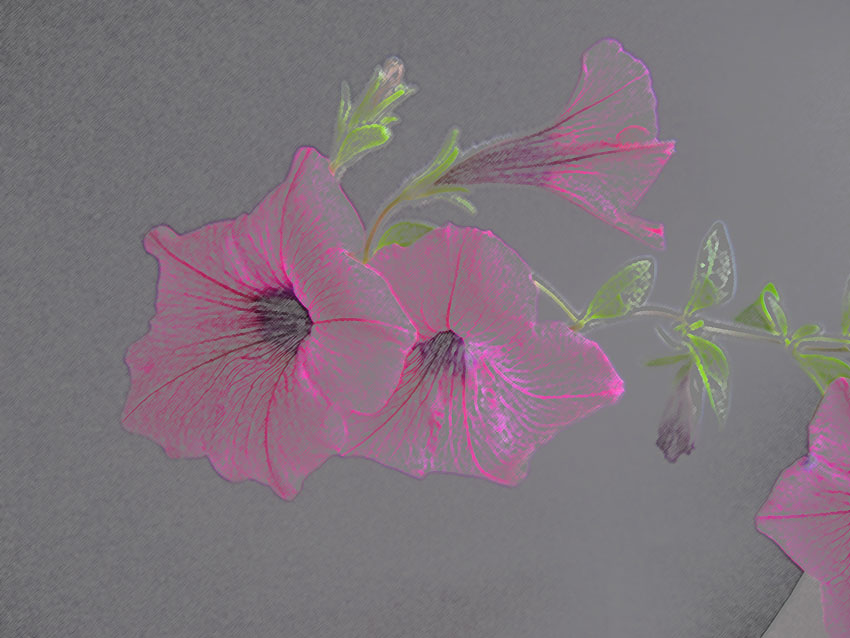 dc_pink_flowers.jpg
