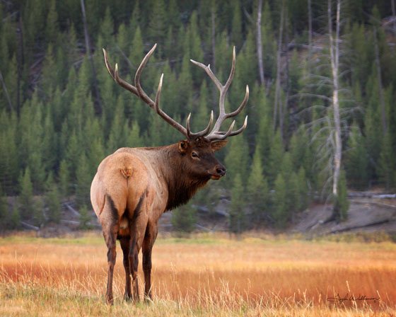 Sharp Shooters Camera Club, Montpelier, Idaho assignment - wildlife