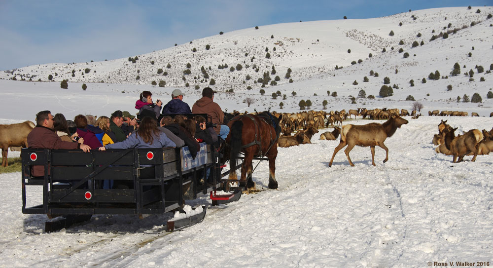 Hardware Ranch, Utah sleigh ride into the elk feeding grounds