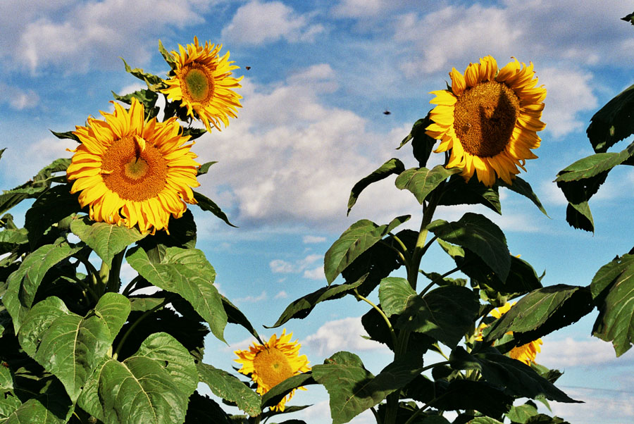 Bees and Sunflowers, Ovid, Idaho
