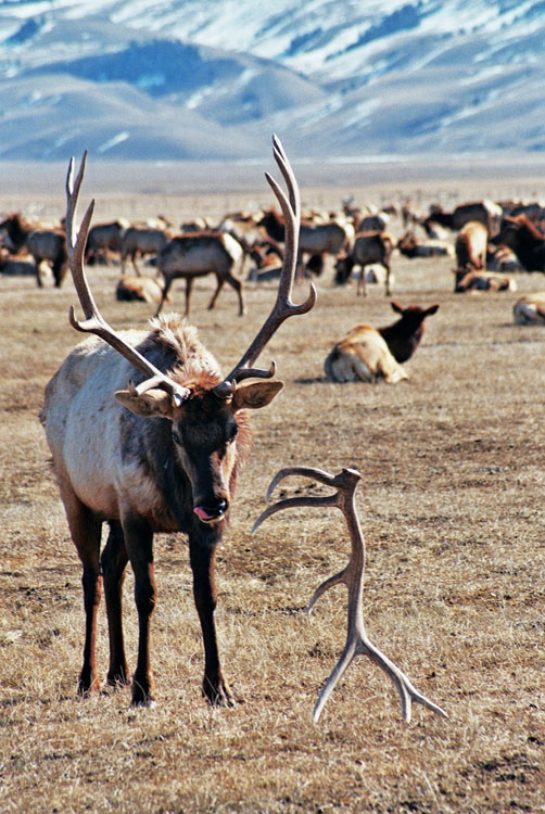 Elk and Antler, Jackson, Wyoming
