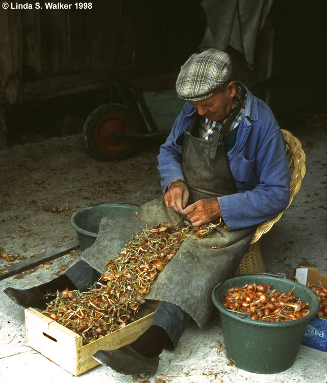Man sorting shallots,Villaines-les-Rochers, France