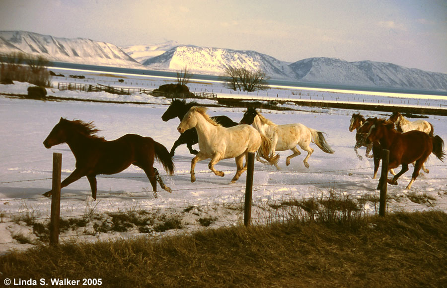 Running horses, St Charles, Idaho