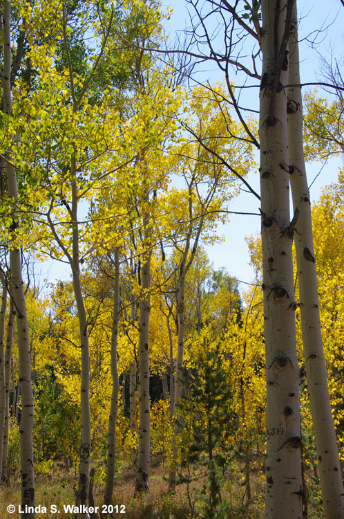 Autumn aspen trees at Sunrise campground, Logan Canyon, Utah