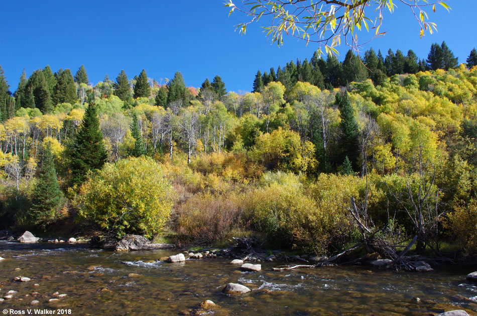 Fall color along the Logan River, Logan Canyon, Utah
