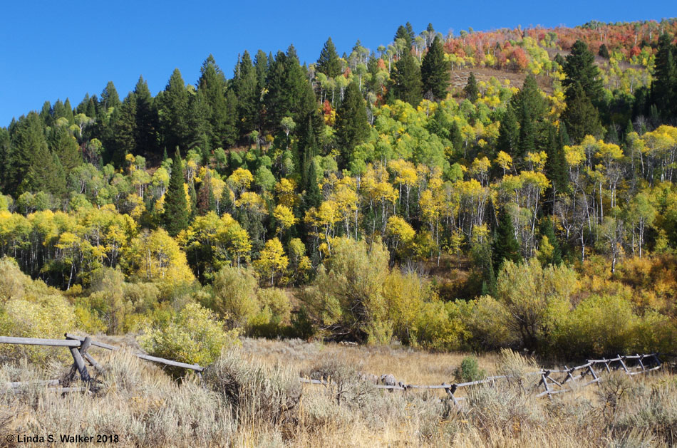 Aspens and mountain maples behind an old rail fence, Logan Canyon, Utah
