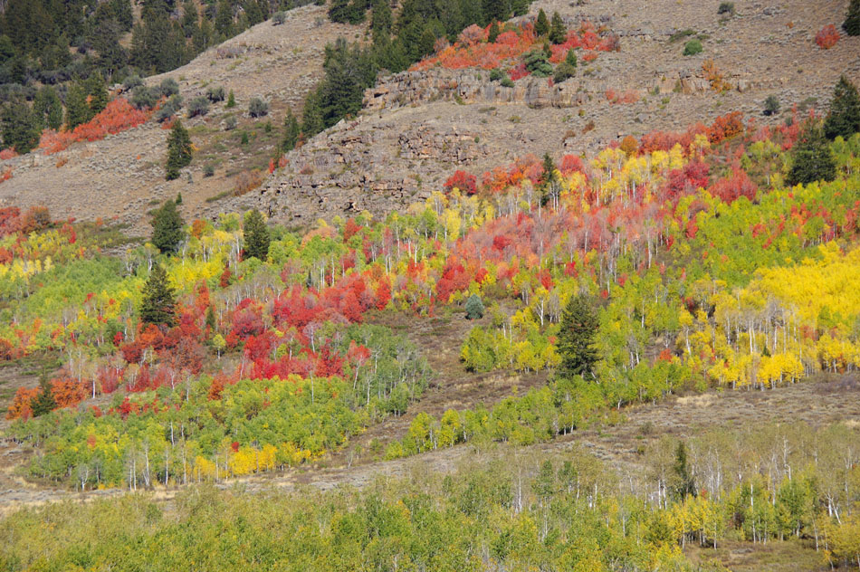 Hillsides covered with aspen and maple fall color, Logan Canyon, Utah