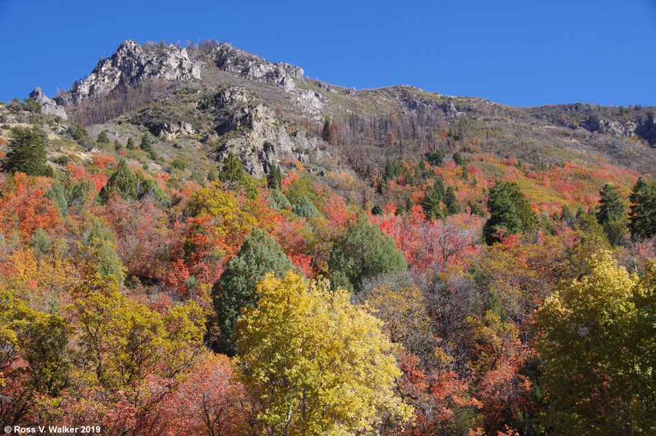 Fall color along Mt Nebo National Scenic Byway near Payson, Utah